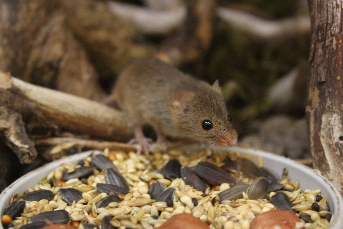 A small brown mouse eating seeds