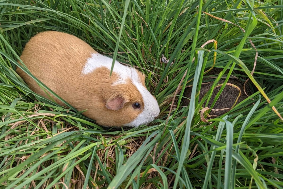 Two guinea pigs at the Horniman, one just seen