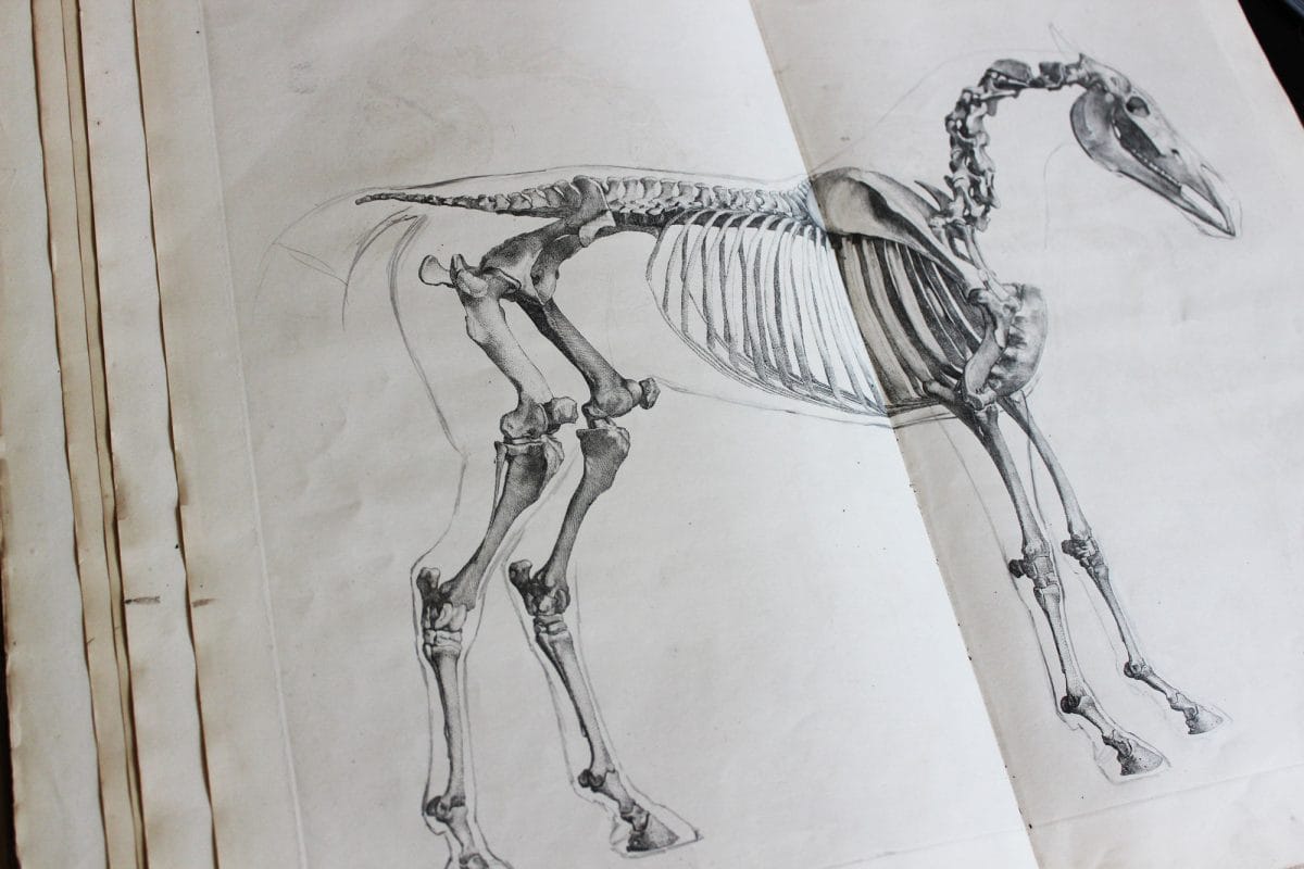 An illustration of the skeleton of a horse.