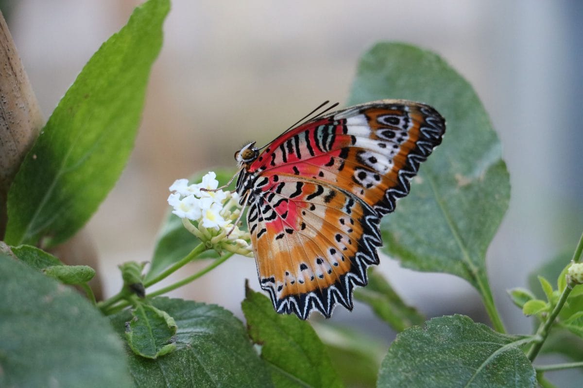 Leopard lacewing butterfly