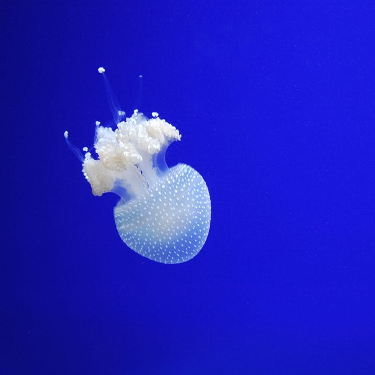 A white jellyfish