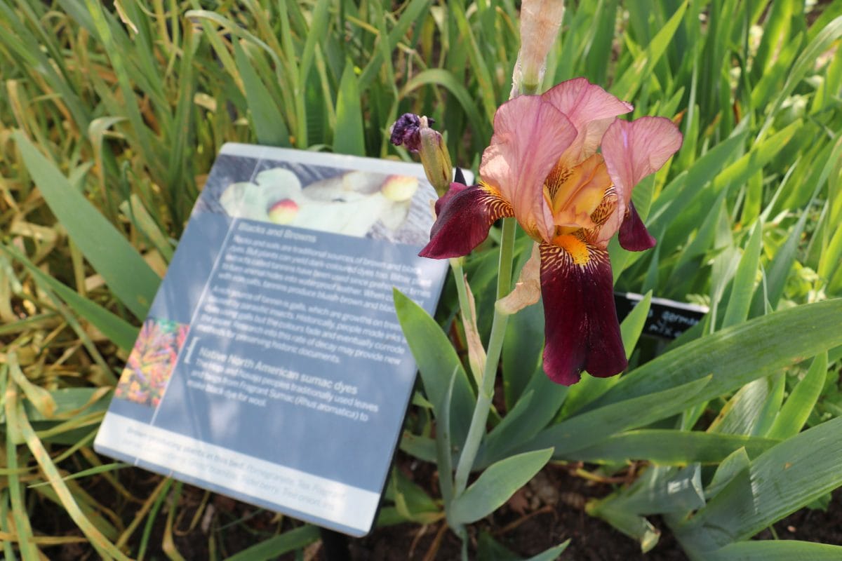 An iris in the dye garden