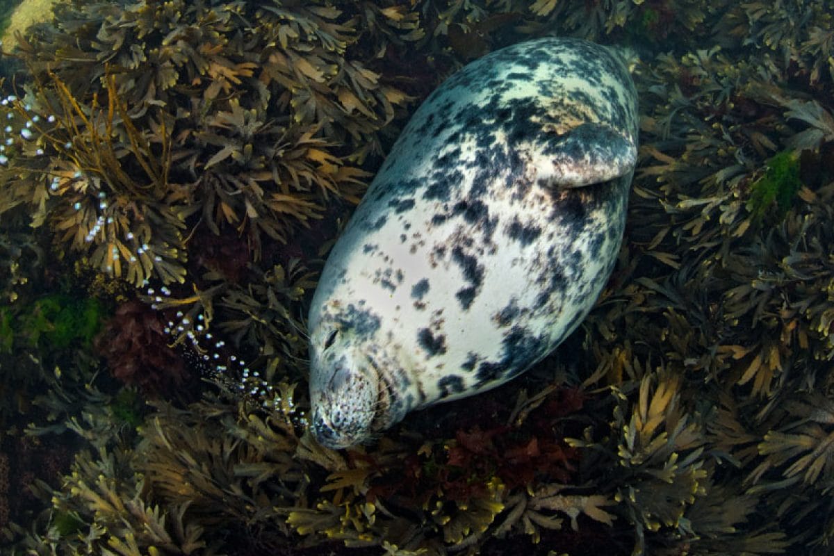 Seal snoring in the ocean.