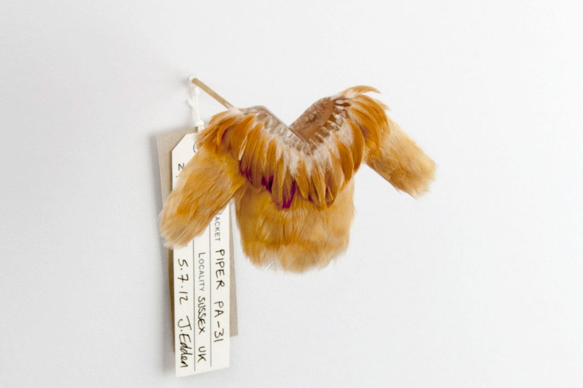 Top made of feathers with tag