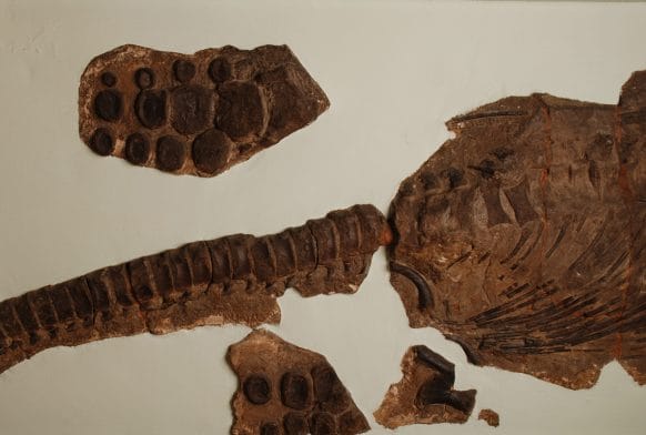 Female palaeontologists of the present and future