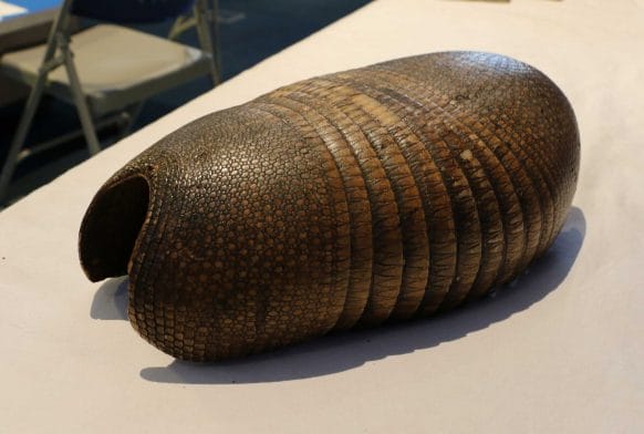 Animal Classification