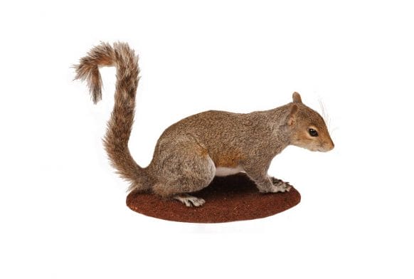 Animals and their Habitats