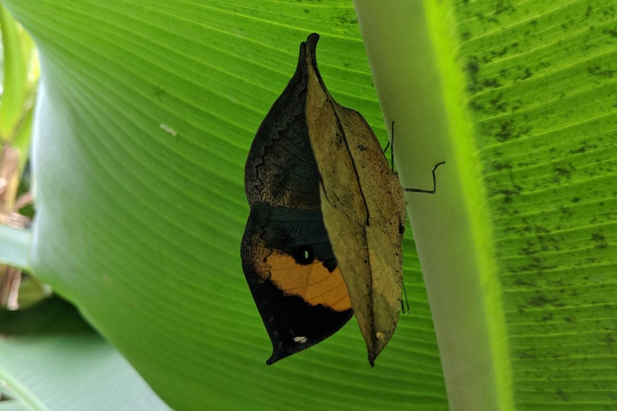 A butterfly looks like a brown leaf on the outside and is black yellow and blue on the inside. It is sat underneath a green wide leaf.