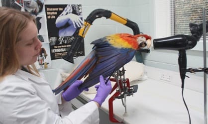 Preparing our Scarlet Macaw