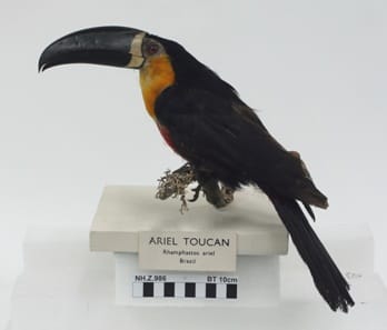 Toucan taxidermy