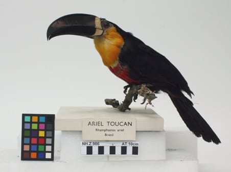 Toucan taxidermy