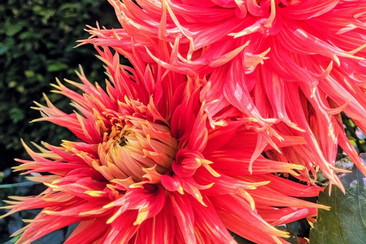 Two large dahlia flower blooms are red with yellow tips, in a Garden on a sunny day. The petals are thin and small and many, making the flower look like a big fuzzy lions mane