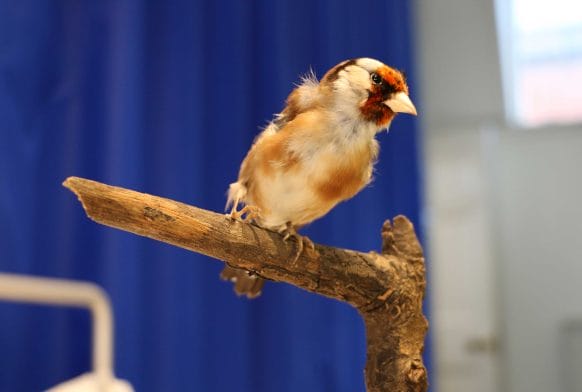 Evidence for Evolution