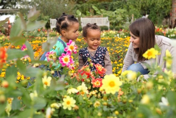 The Horniman Joins Environmental Accelerator Programme