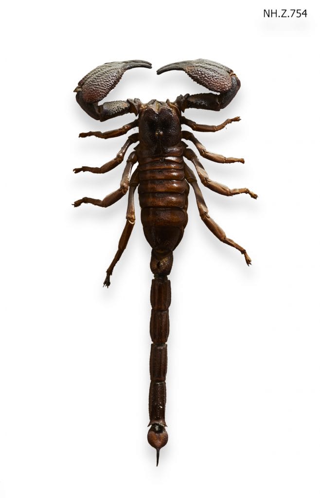 scorpion on white background