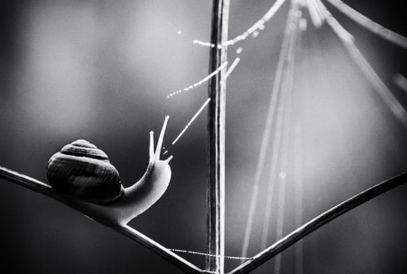 About the Art: Paula Cooper