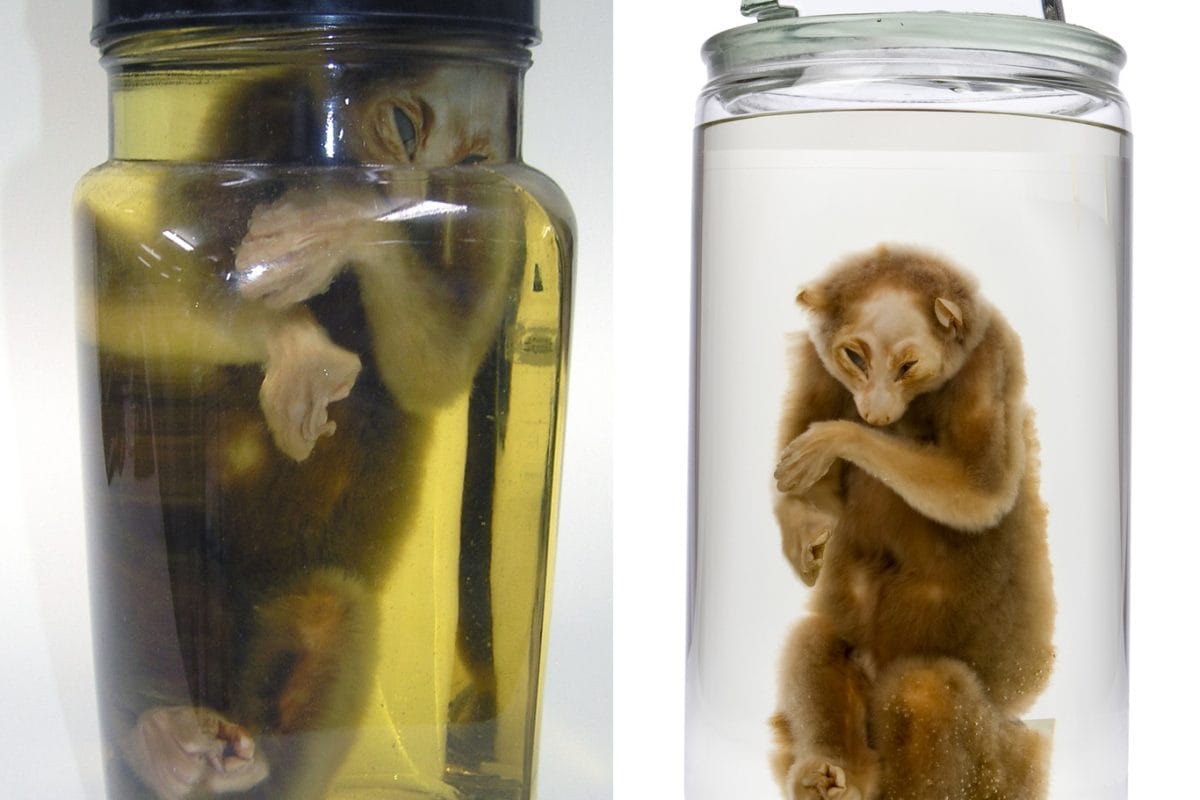 slow loris in jar before and after its move