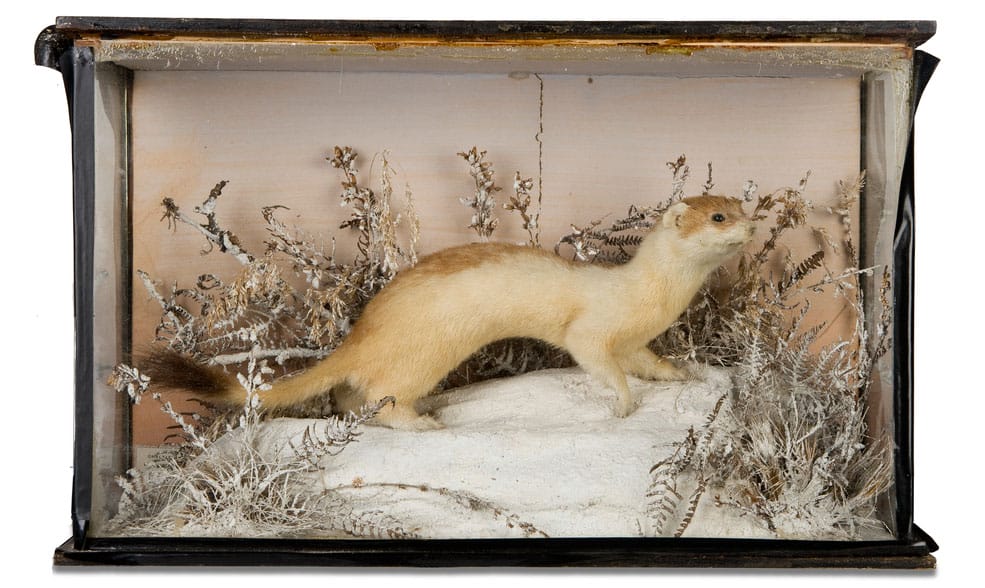 Taxidermy ermine in a snowy scene