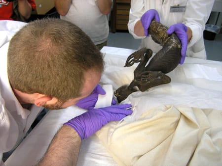 Staff examine the merman