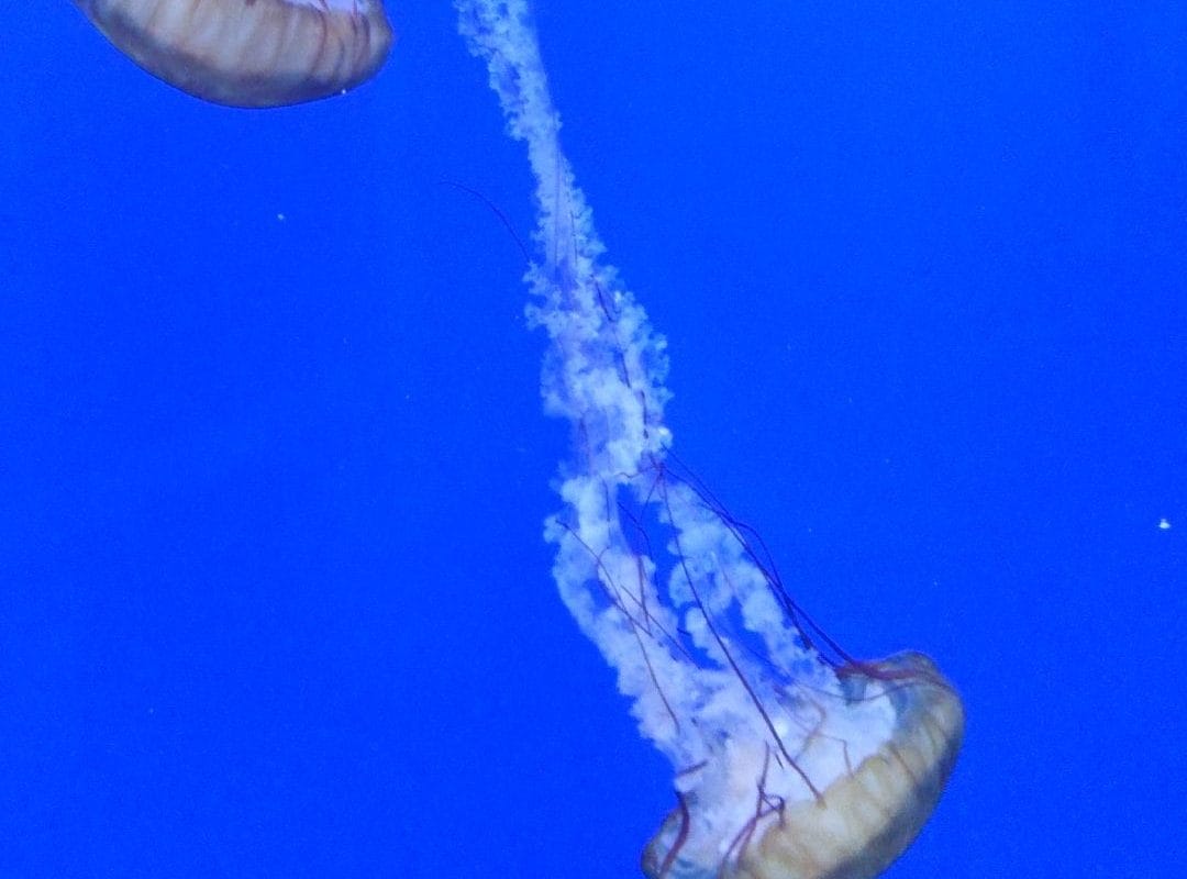 Two Jellyfish in blue tank.