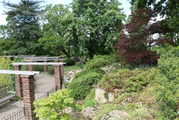 The Rock Garden in bloom