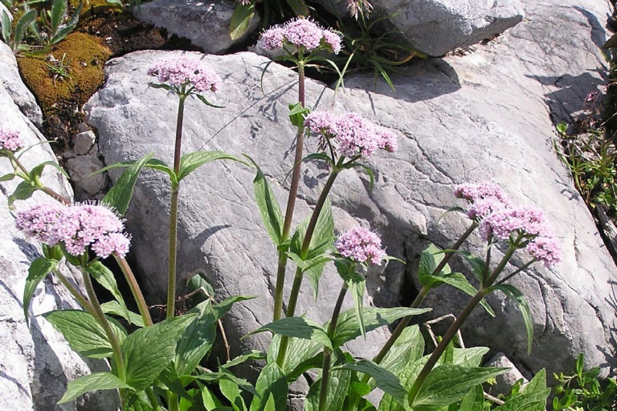 A leafy plant with small pale pink flowers in a rocky crevice.