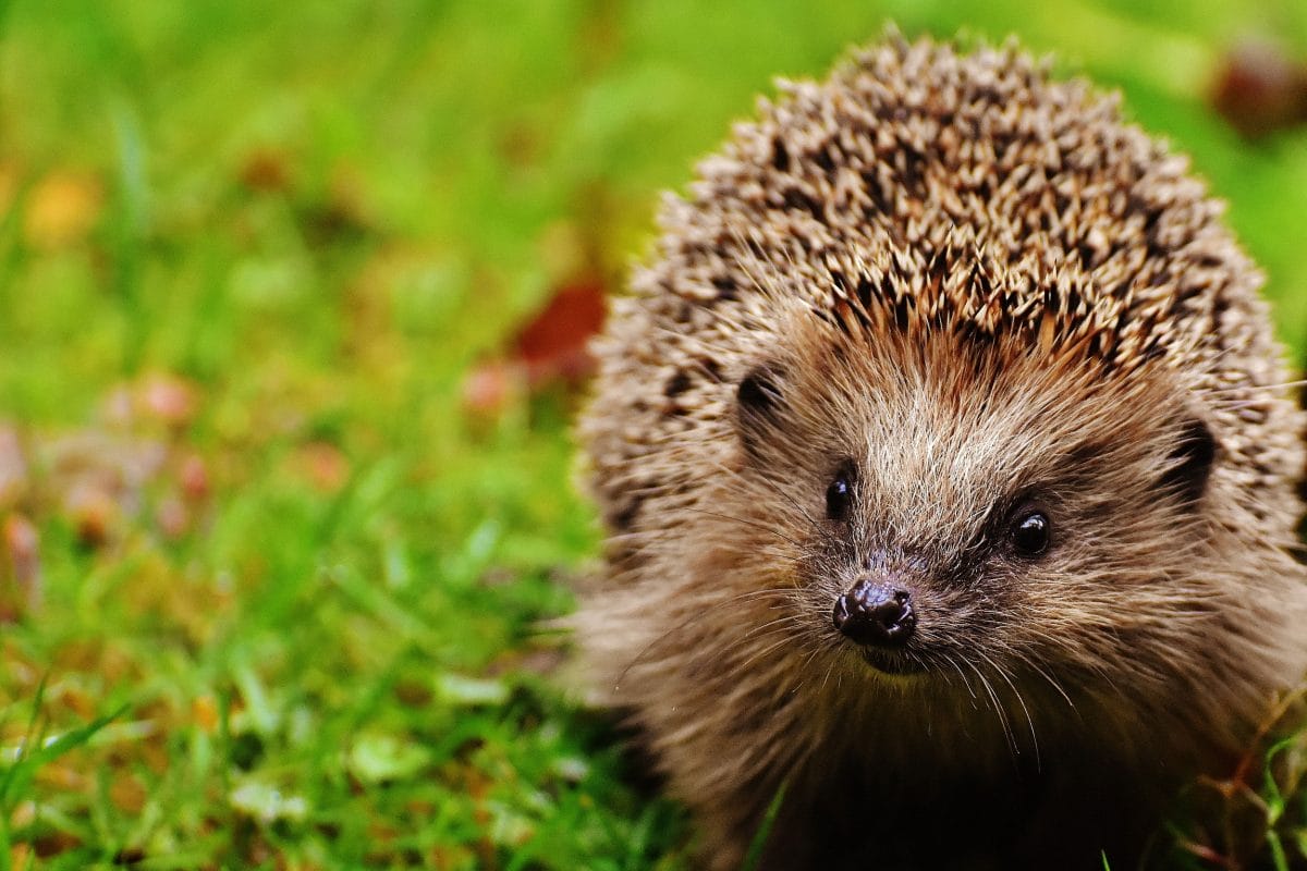 A small hedgehog walks across some grass