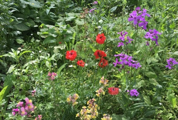 Helping bees thrive on the South Circular