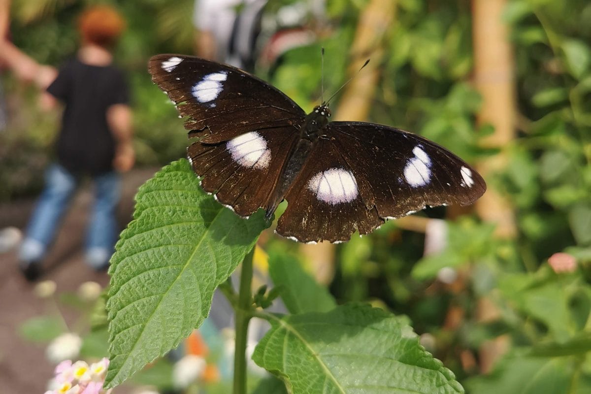 A butterfly with white spots on wings sits on green leaves in green area. In the background a family are walking into the distance. They appear blurry.