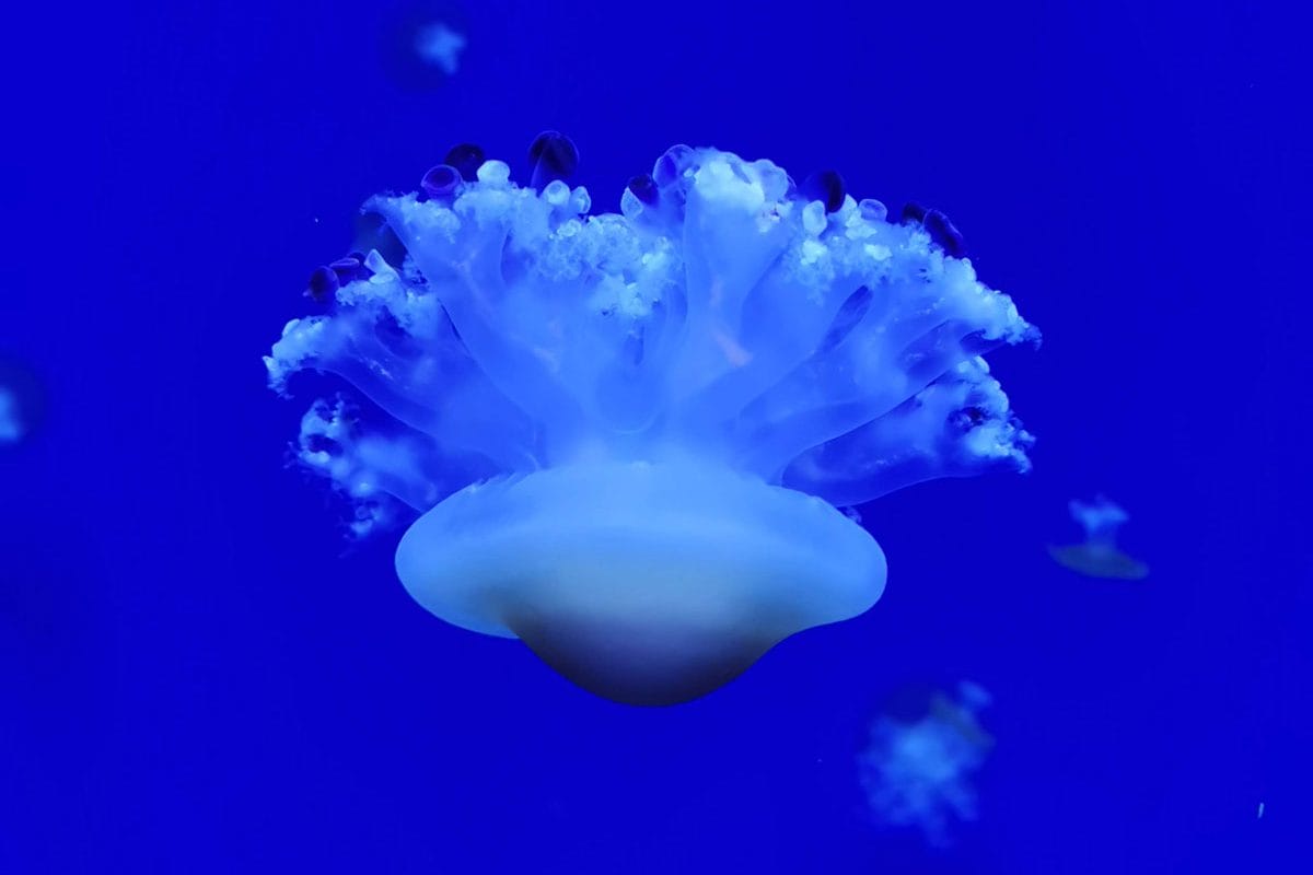 A dome-like animal, jellyfish swims downwards in a blue tank.