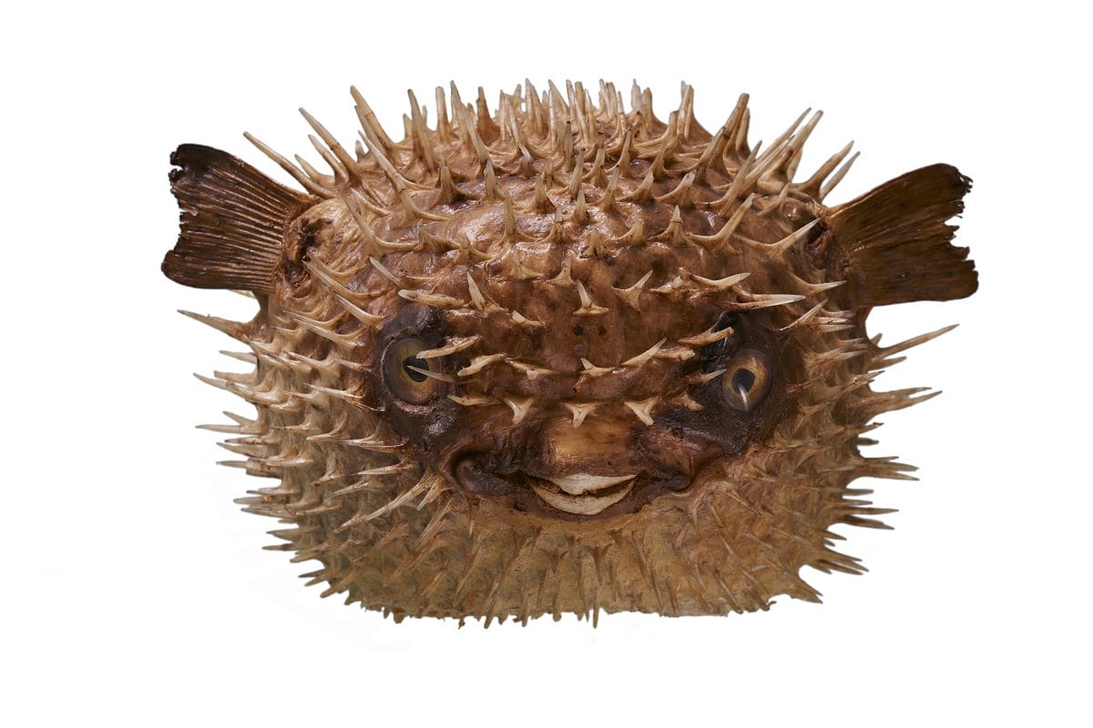 Circular spiky fish with small fins on a white background.