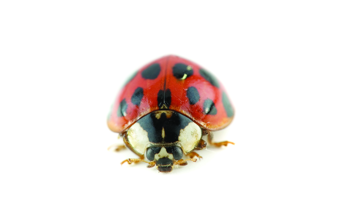 red and black spotted insect, ladybird on a white background