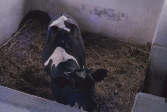 Nigerian Independence: through a lens