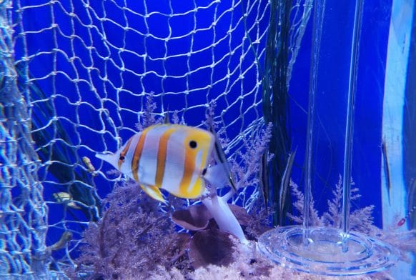 Beat Plastic Pollution wins Museums + Heritage Award