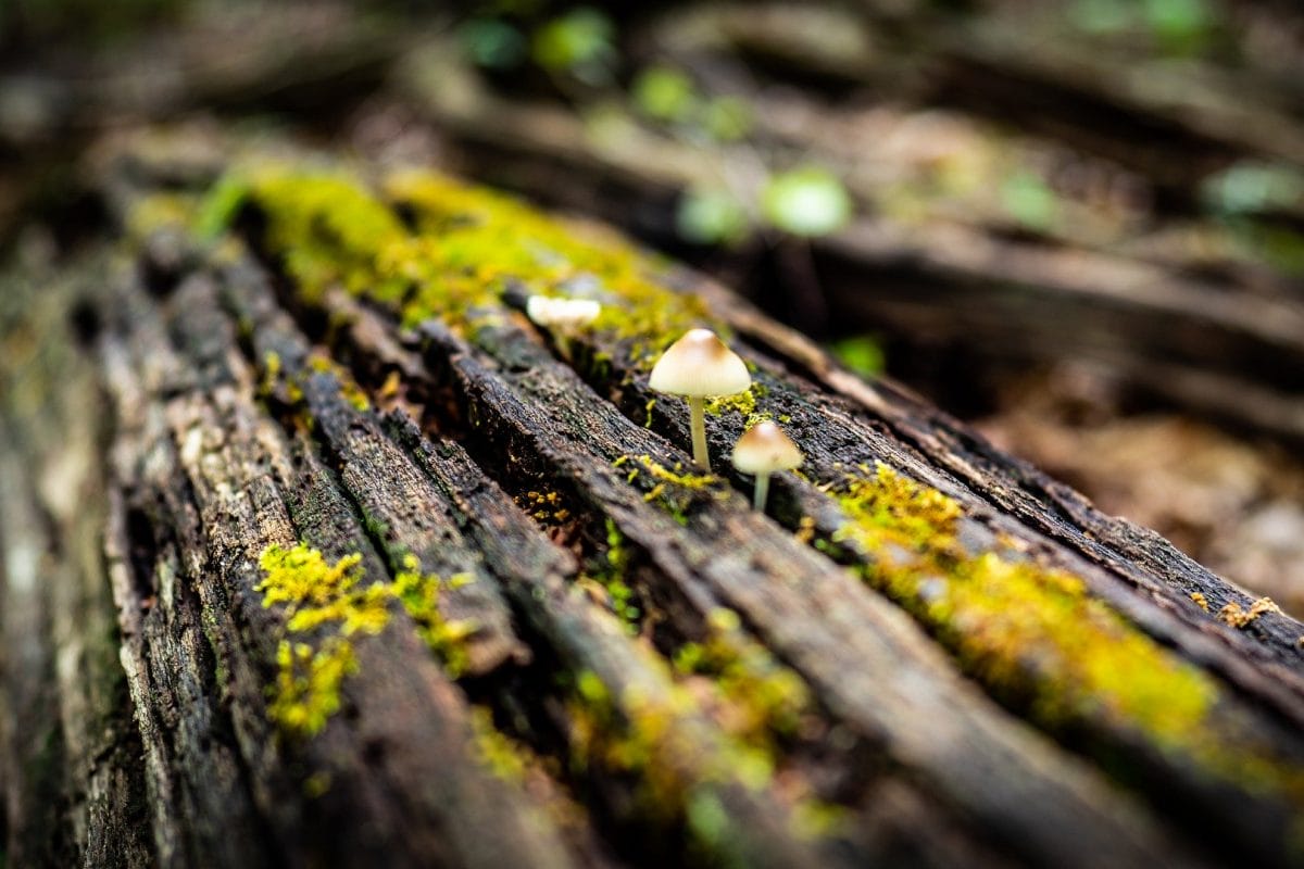 Mushrooms on dead log with lichens