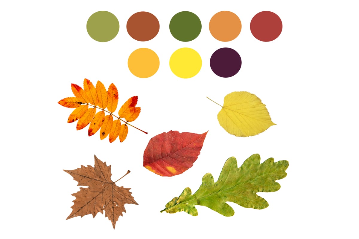 Assortment of leaves with coloured circles.