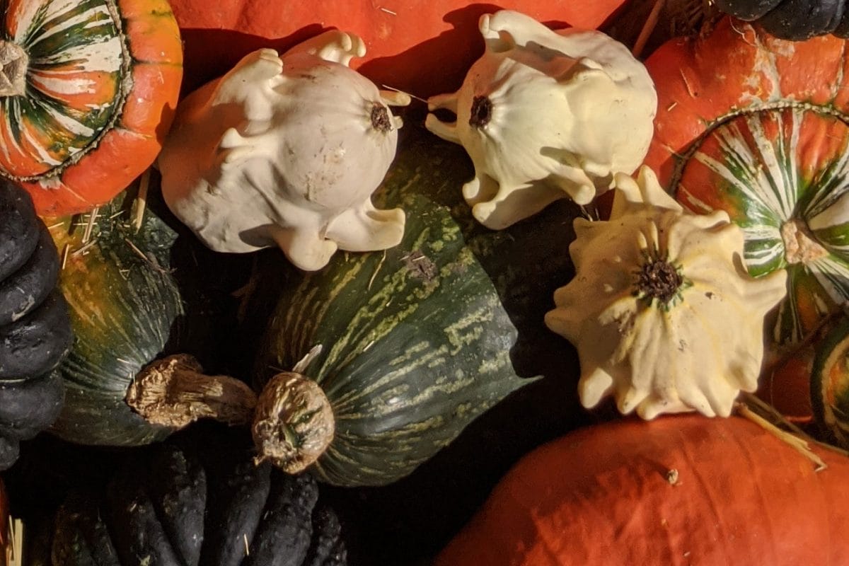 Dark squash and white small spiky gourds