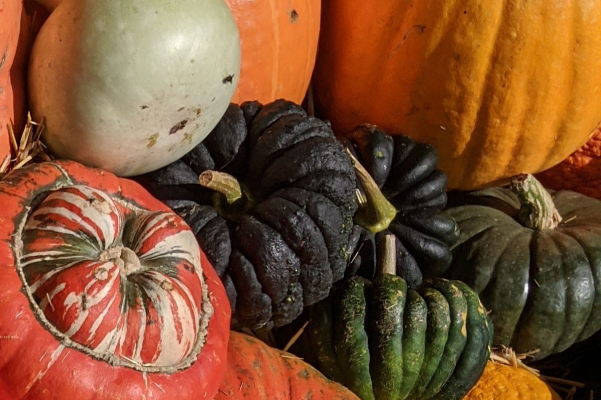 Black pumpkins