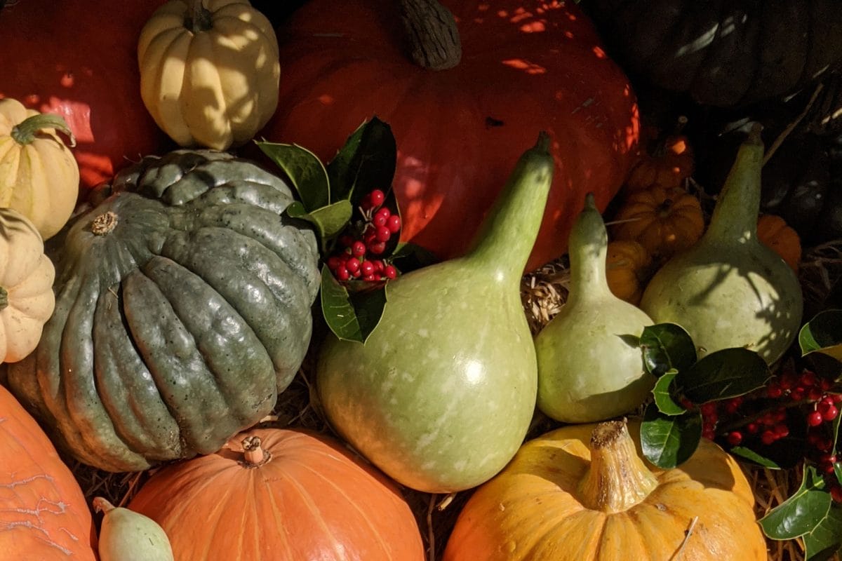 Bottle shaped gourds