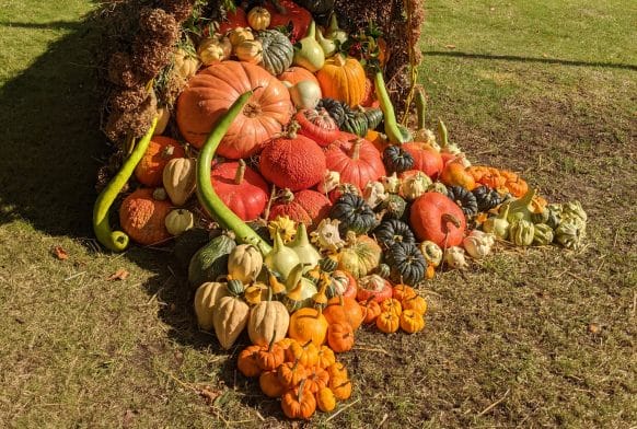Pumpkins, gourds and squash – oh my!
