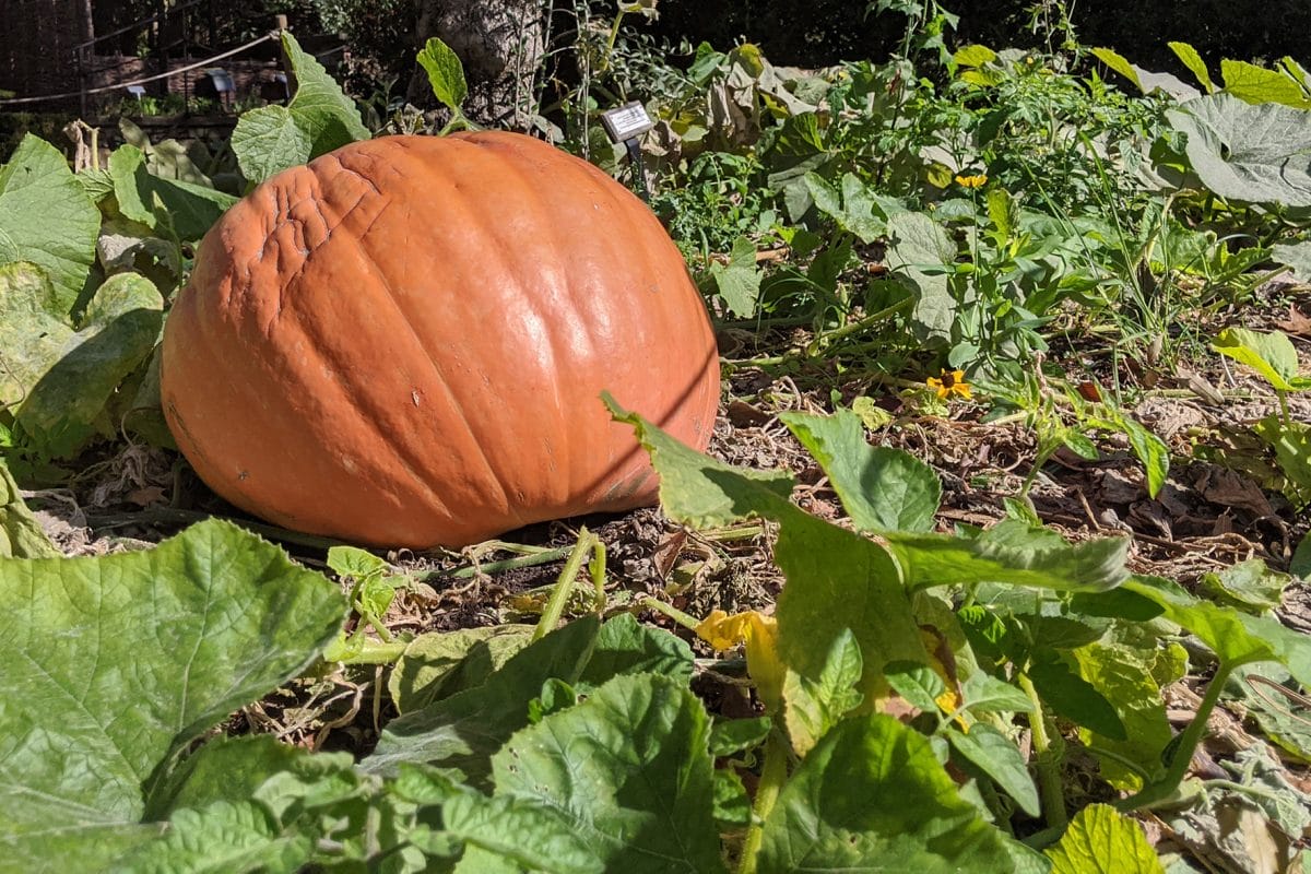 A very large pumpkin in a flower bed