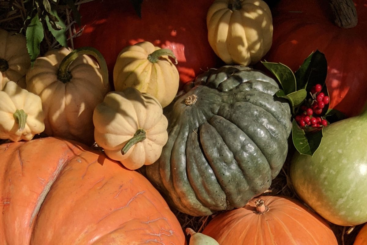 A cluster of squash of different sizes