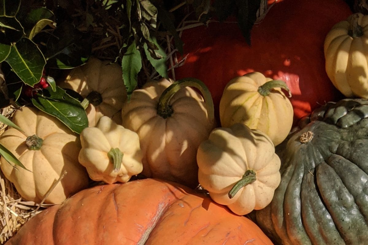 Small pale squash round a pumpkin