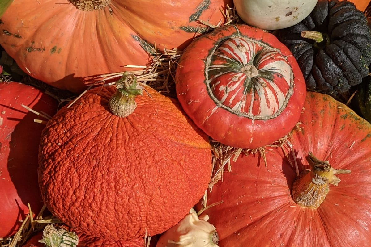 orange pumpkins