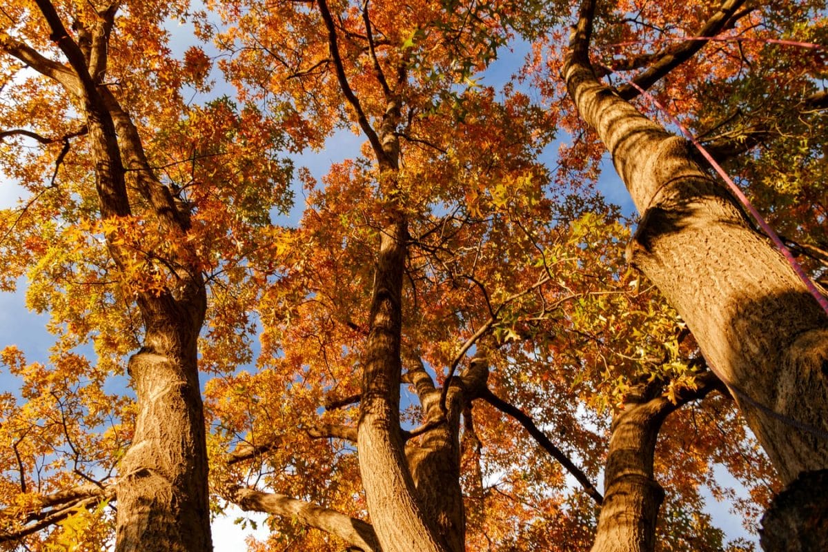 Brown oak trees