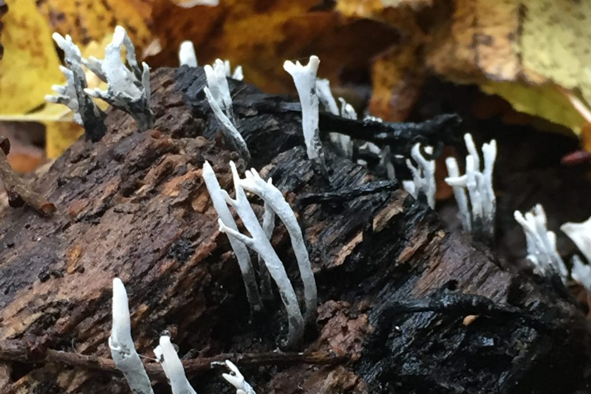 White fungi sticking up from wood