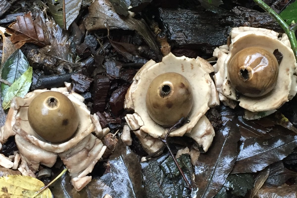 Round ball shaped fungus