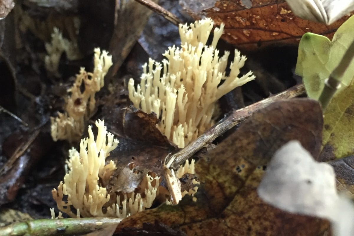 A coral-like fungus