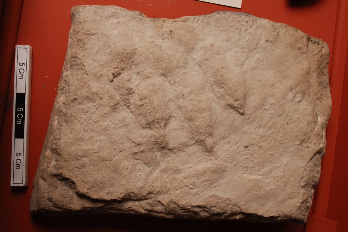 Trace fossil footprint of extinct archosaur