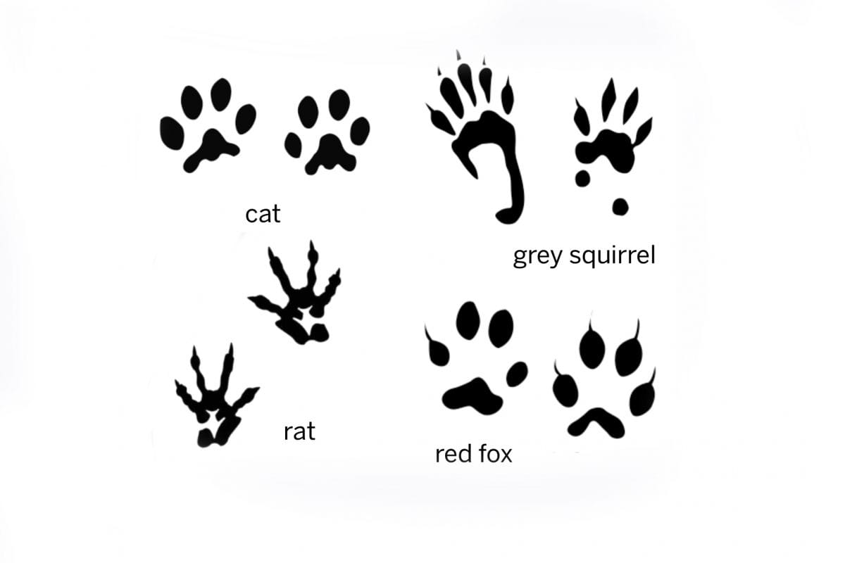 Set of footprints, cat footprint, squirrel footprint, rat footprint, red fox footprint